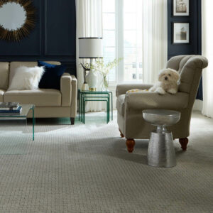 Puppy on couch | Star Flooring & Design
